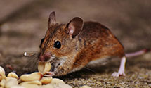 24 Hour & Emergency Exterminators in Maryus, VA